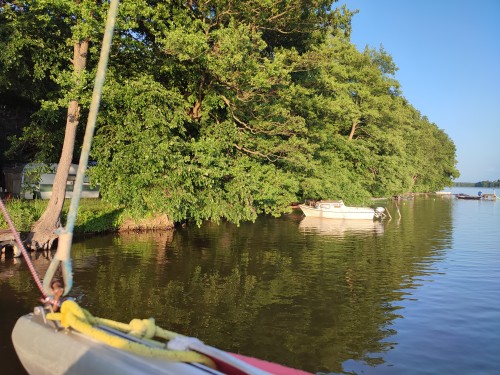 Zacumowany na bukowcu .