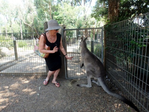 kangur.JPG