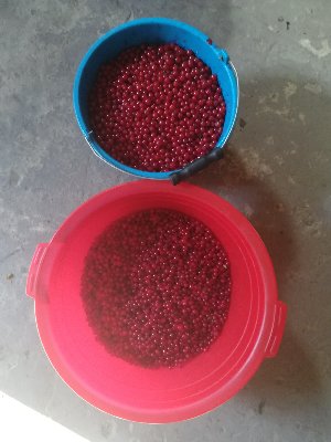 IMG_20180620_172656.jpg