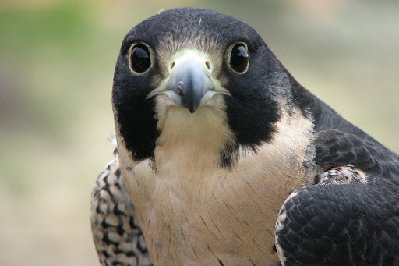 sokół wędrowny.jpg