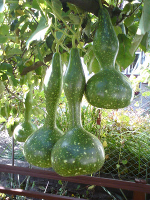 tykwa1.JPG
